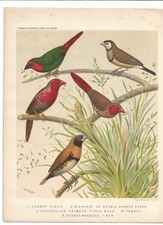 LITHO CANARIES PARROT FINCH BICHENO AUSTRALIAN CRIMSON 1880 ILLUSTRATION PRINT