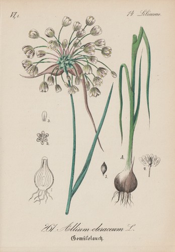 Cabbage leek allium - cabbage-leek, (allium