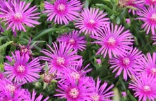 Delosperma perennial pink ice - perennial,