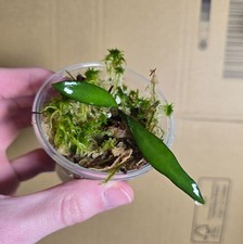 Hoya sp. Pola D-1