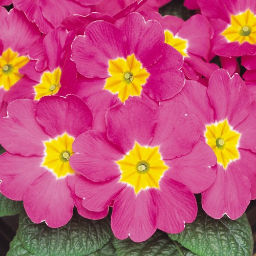 Polyanthus rose colourful - polyanthus,