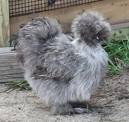 Silkie satin frizzle - -, silkie,