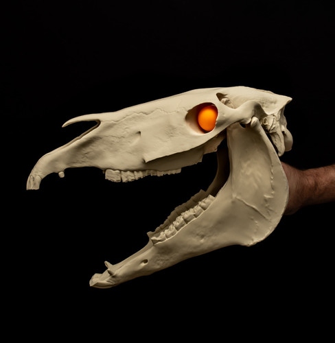 Mari lwyd skull replica welsh - mari,