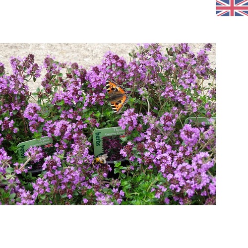 Aromatic creeping lemon thyme - lemon,