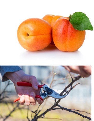 Pcs cuttings apricot - pcs,