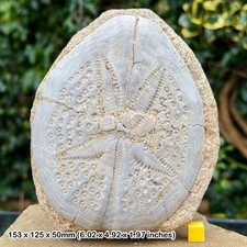 Genuine Giant Echinoid Fossil