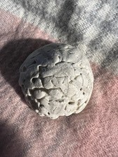 Fossilized Brain Coral – Natural, Ancient Reef Stone – Starfish-Like Pattern