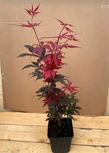 Acer palmatum skeeters - acer, broom