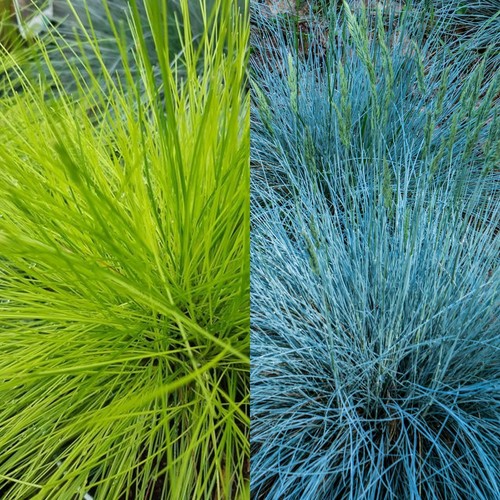 Ornamental grass mixed - grass, plants