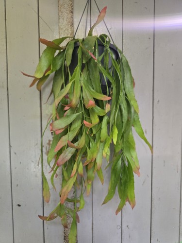 Pseudorhipsalis ramulosa red - ramulosa, 'red