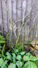 Twisted/Tortured Willow Stems