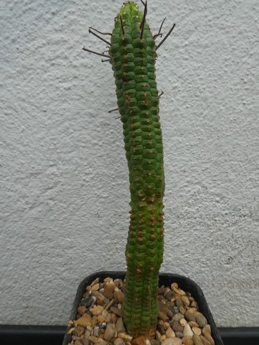 Euphorbia mammillaris shown - euphorbia,