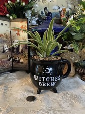 Spider House Plant In a new Witches Brew ceramic Cauldron Gift idea 