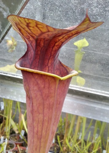 Sarracenia popei x flava - x,