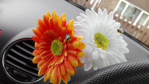 Gerbera daisy car - x,