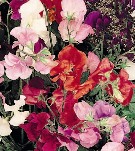 Sweet pea bijou intensely - –,