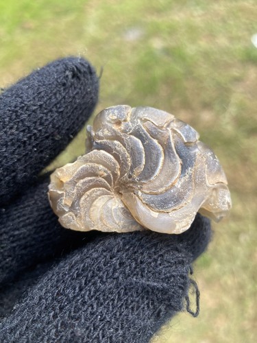 Aturia cephalopod nautilus - aturia,