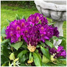 Rhododendron Marcel Menard