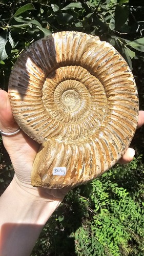 Large natural fossil ammonite - natural,