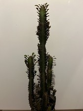 Euphorbia Trigona rubra African milk tree UNROOTED Cutting houseplant 10cm