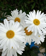 20 X Oxeye Daisy - SMALL Bare