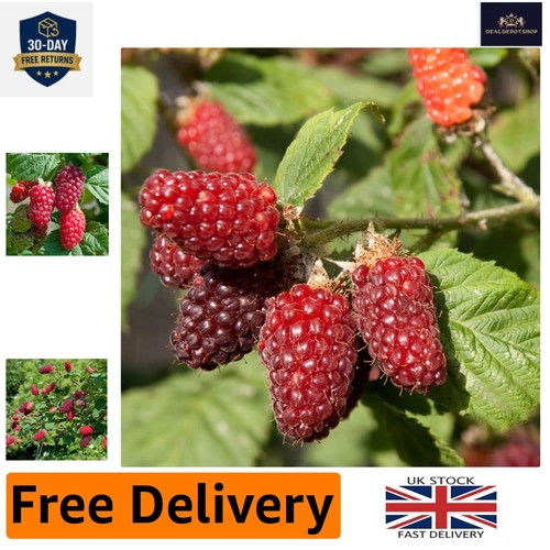 Gardener delight tayberry - gardener's, delight: