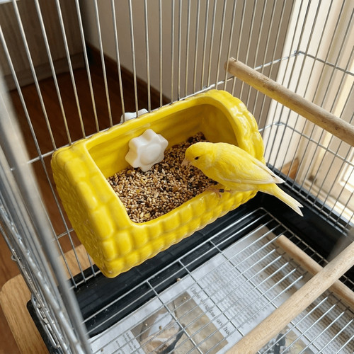 Bird food water - bird, parrot