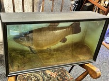Vintage taxidermy tench - vintage,