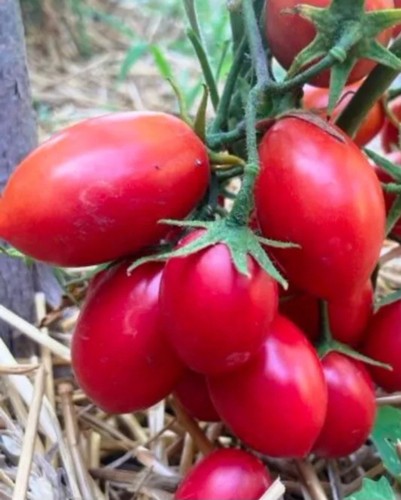 Tomato seeds red stone - tomato, 15