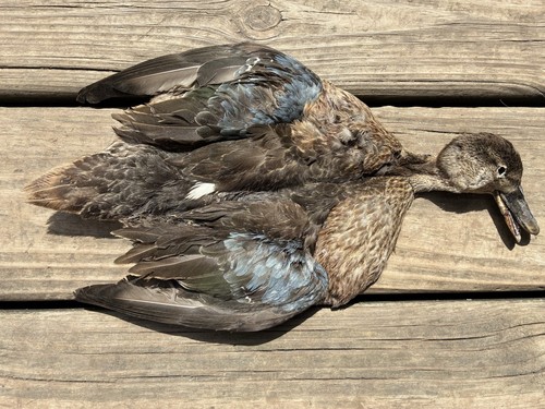 Hen immature male blue - hen/immature,