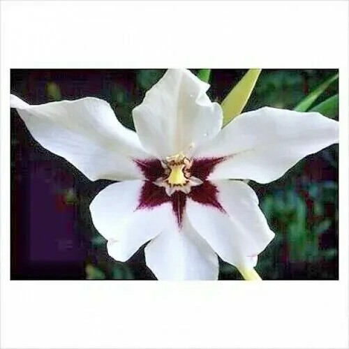 Acidanthera bicolor - 12, x