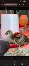 Peacock Hatching Eggs 5 Eggs