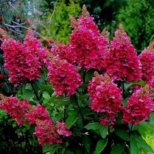 Hydrangea paniculata Wim's Red - Paniculate Hydrangea - Plant in 10.5 cm Pot