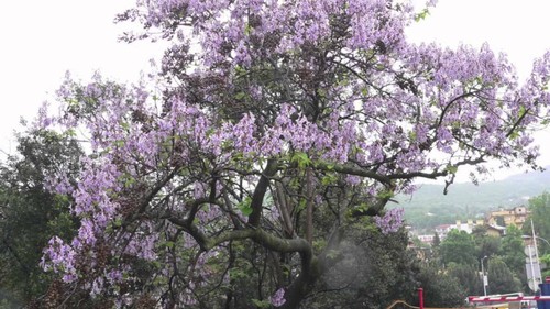 Empress tree paulownia - -,