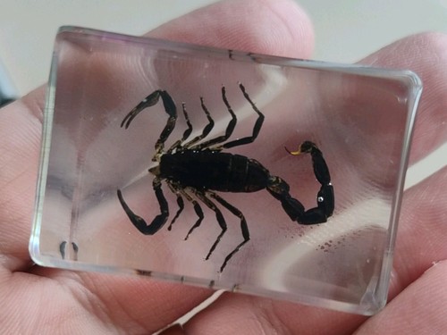 Real scorpion bug insect - scorpion,