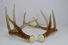Set 5 Pt Whitetail Deer Sheds