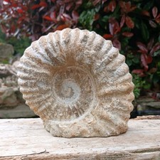 Large Fossil Ammonite