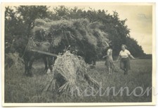3 Small Real Photos - HAYMAKING with Horse/Cart loaded with hay- pos. Devon 1940