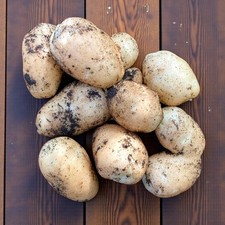 Seed Potato International