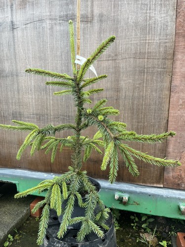 Norway spruce inversa - norway,
