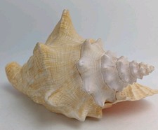 Large Queen Conch Nautical