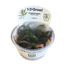 Cryptocoryne undulatus Red Tropica 1-2-Grow In Vitro Aquarium Plant Shrimp Safe