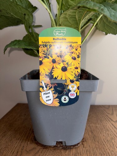 Rudbeckia goldsturm - rudbeckia, 2l