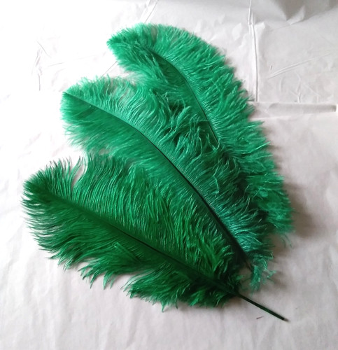 Prime ostrich plumes in - plumes,