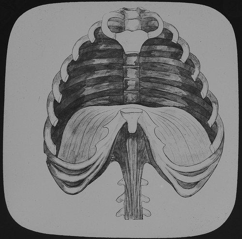 Victorian human medical - victorian,