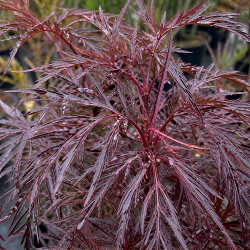 Sambucus nigra laced hardy - laced, up