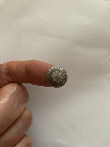 Fossil coral cabachon - coral,