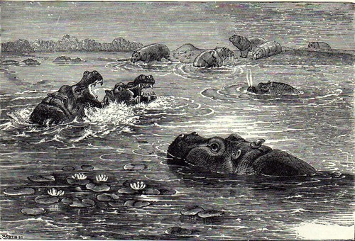Hippopotami home 1894 - hippopotami,