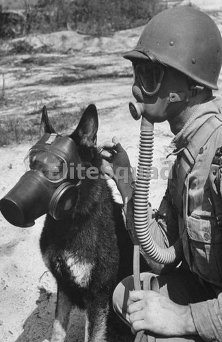 Ww2 photo picture war dog - u.s.,