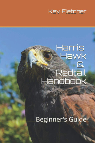 Harris hawk redtail - hawk, &